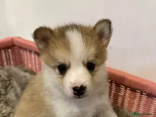 Pomsky dogs Gorgeous F3 Pomsky pups / perfect Husky markings - Advert 1