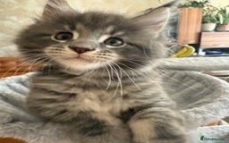 Maine Coon cats for sale: Maine Coon Kittens for sale - Image 26