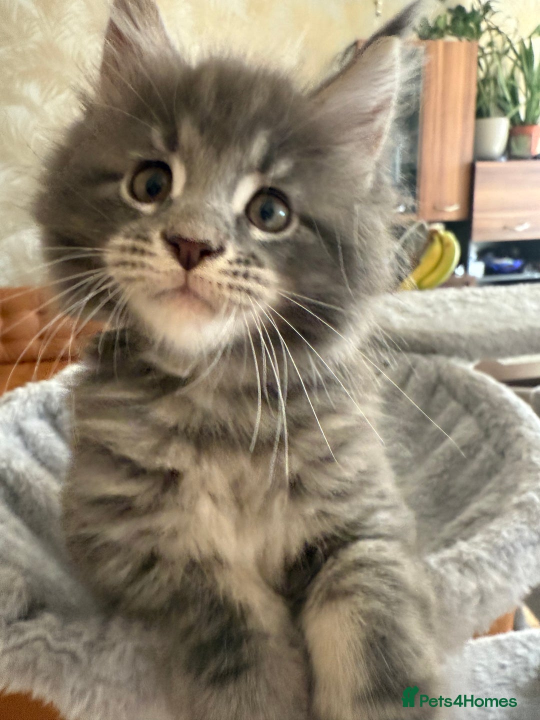 Maine Coon cats for sale: Maine Coon Kittens for sale - Image 26