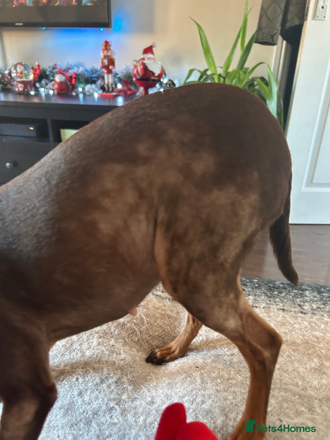 Miniature Pinscher dogs for sale: Poppy - 4 year old Miniature pinscher - Advert 5