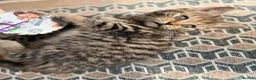 British Shorthair cats for sale: Stunning British Shorthair Kittens Ready Now! - Advert 25