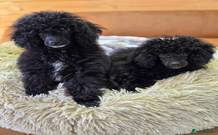 Toy Poodle dogs - Advert 5