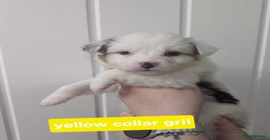 Australian Shepherd dogs - Advert 10