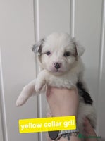 Australian Shepherd dogs - Advert 2