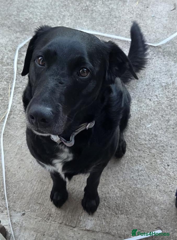 Mixed Breed dogs Lab x border collie - Advert 1