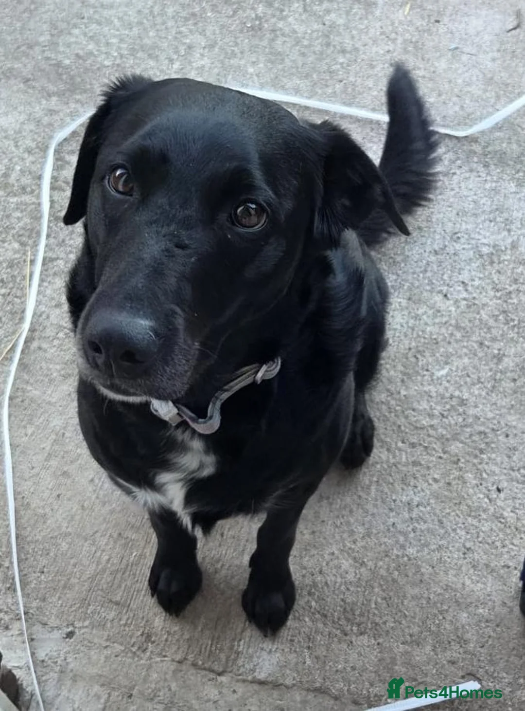 Mixed Breed dogs for adoption: Lab x border collie - Advert 1