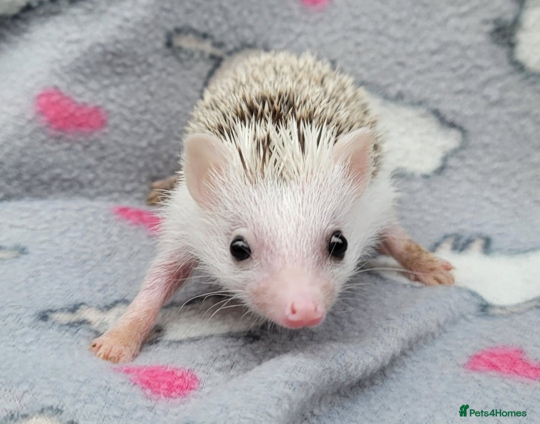 Pygmy Hedgehog rodents for sale: African Pygmy Hedgehog Hoglets  - Advert 4