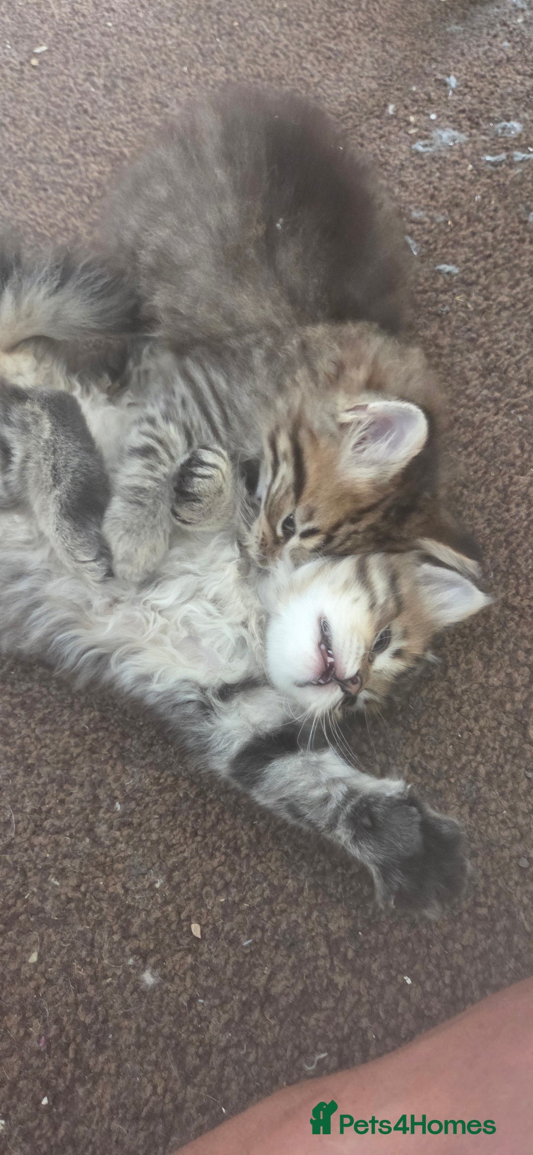 Mixed Breed cats for sale: Mixed breed kittens  - Image 1