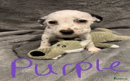 Mixed Breed dogs for sale: Dalmatianxboxer puppies  - Image 13