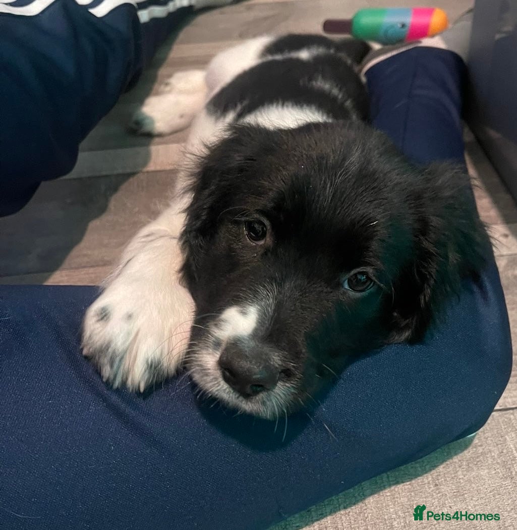 Sprocker dogs Only 1 beautiful sprocker left for sale  - Advert 13