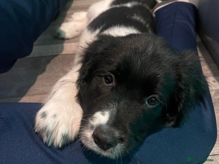 Sprocker dogs Only 1 beautiful sprocker left for sale - Advert 13