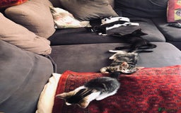 Mixed Breed cats for sale: Kittens  - Image 8