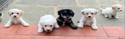 Toy Poodle dogs for stud: KC Phantom Stud Extensively DNA Tested in Chislehurst - Advert 5