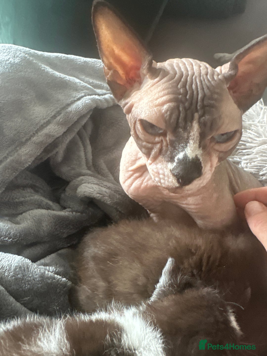 Sphynx cats for sale: Sphynx cross kittens  - Image 7