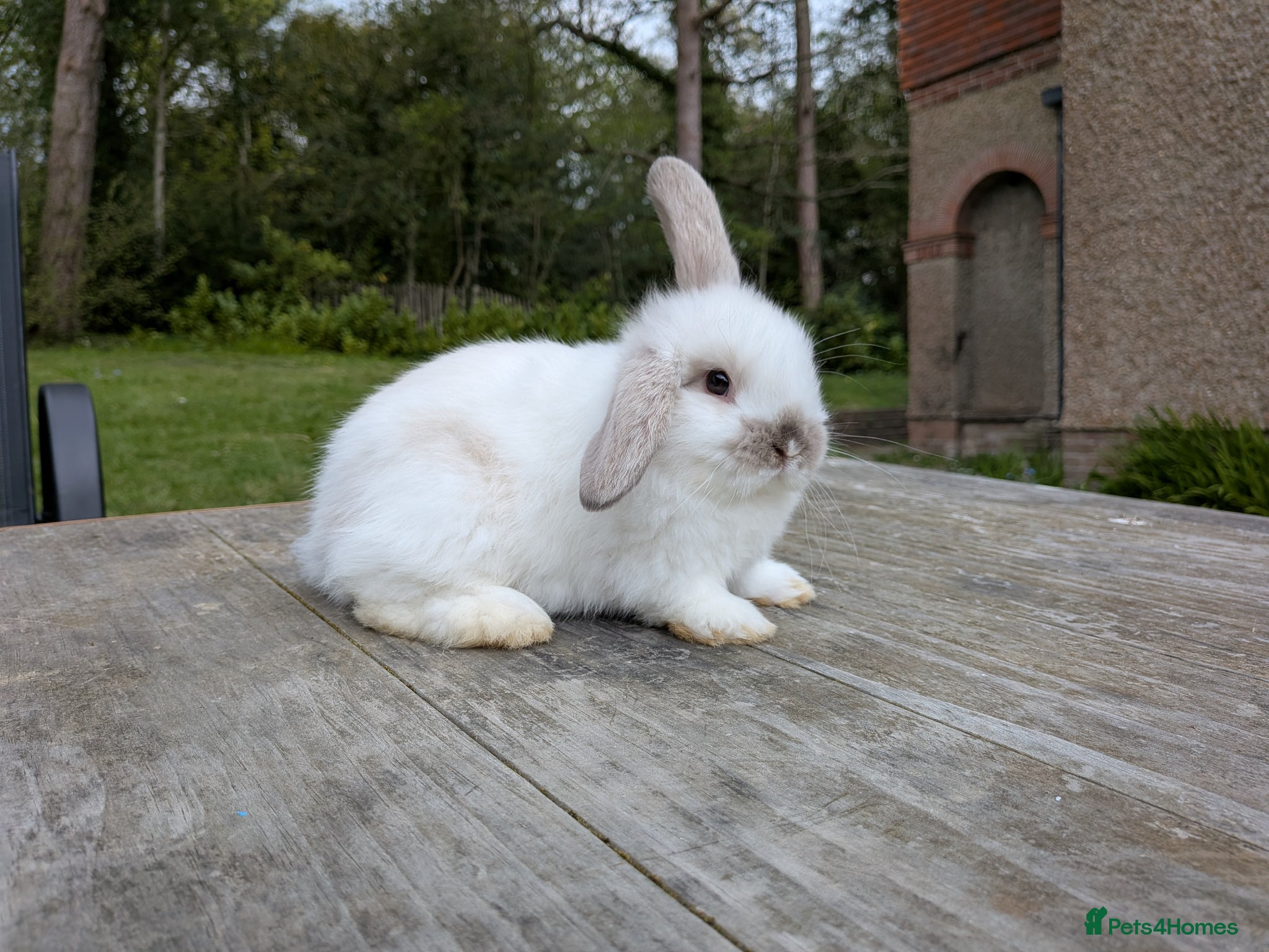 Mini Lop rabbits Mini lops Robertsbridge- very tame- 1 left! - Advert 1