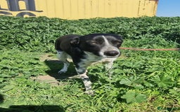 Mixed Breed dogs for adoption: Sergio the rescue dog sweetheart, in Liverpool - Image 2