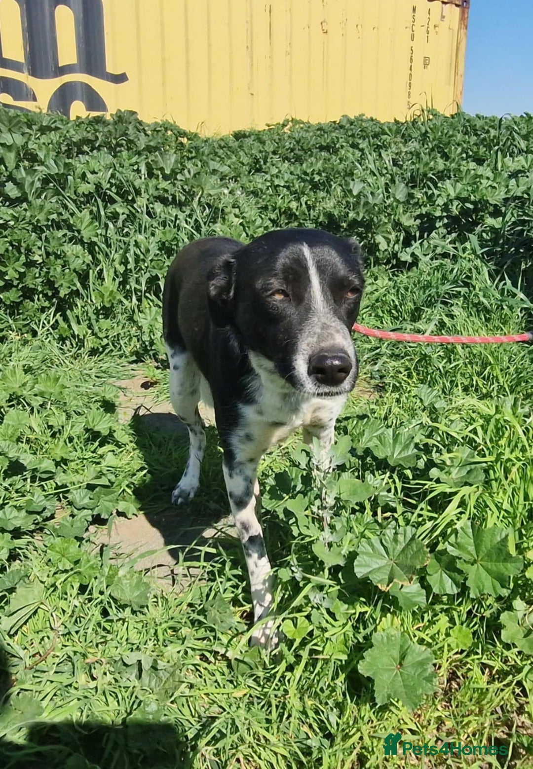 Mixed Breed dogs for adoption: Sergio the rescue dog sweetheart, in Liverpool - Image 2