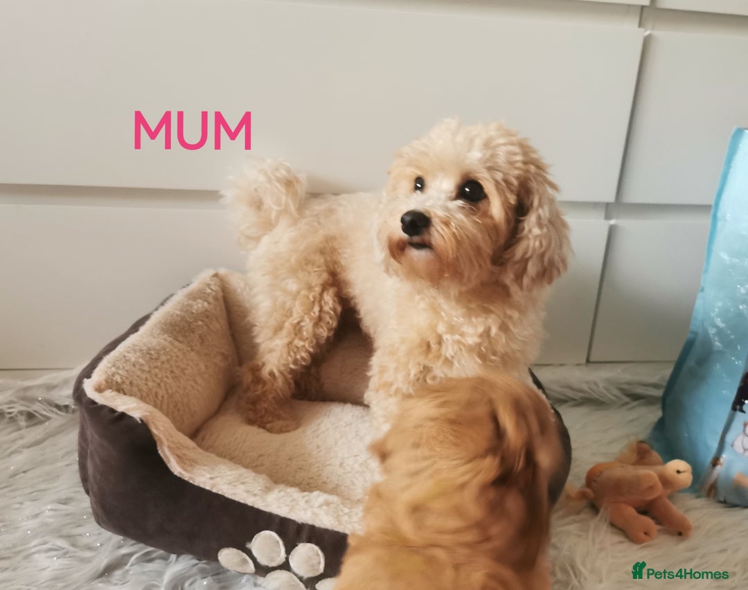 Maltipoo dogs for sale: DNA health tested maltipoo puppies  - Advert 4