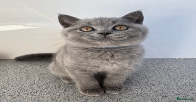 British Shorthair cats - Advert 6