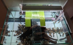 Turtle reptiles for sale: Three turtles with the entire set u+loads of extra - Image 4