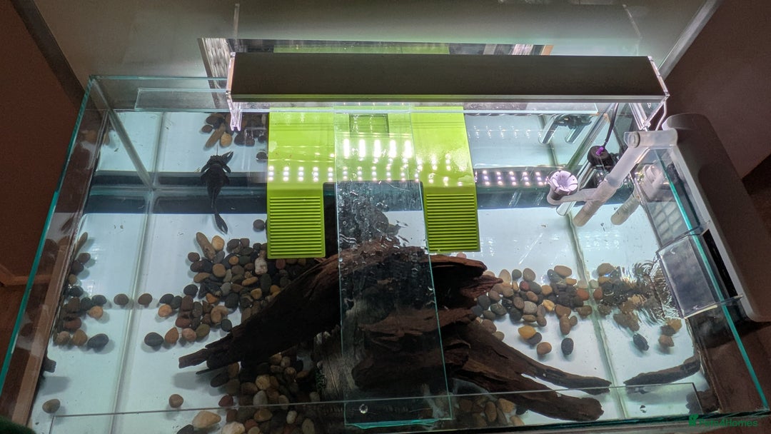 Turtle reptiles for sale: Three turtles with the entire set u+loads of extra - Image 4