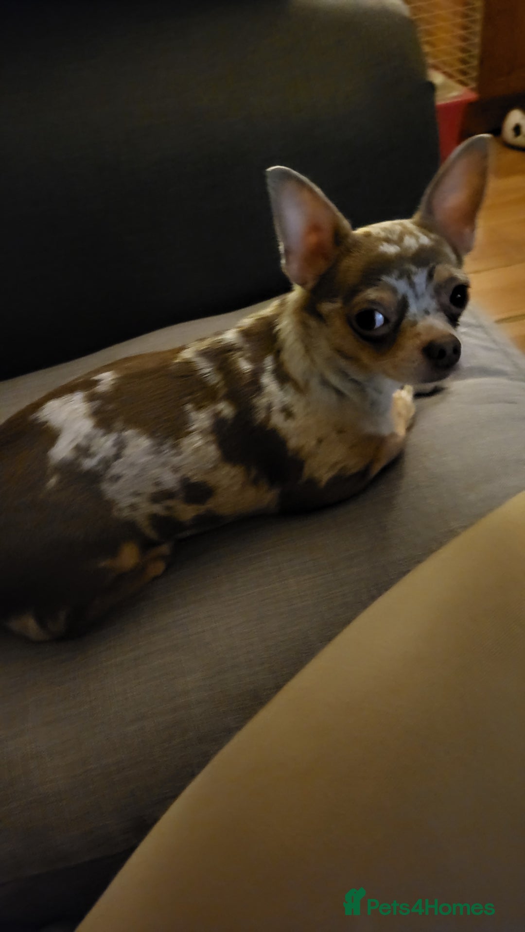 Chihuahua dogs for sale: Chiuahuah pups Lilac merl, fawn and white  - Image 5