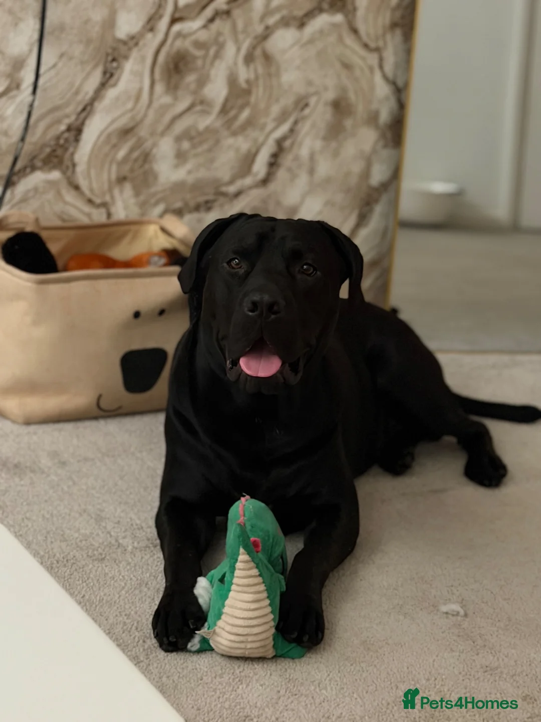Mixed Breed dogs for sale: 14 Month Presador - Advert 2