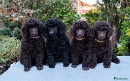 Miniature Poodle dogs for sale: Signature Miniature Poodle Puppies - Image 1