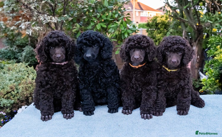 Miniature Poodle dogs - Advert 3