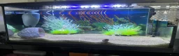Rainbow Fish fish for sale: Fish Tank Aquarium  in Oldham - Advert 3