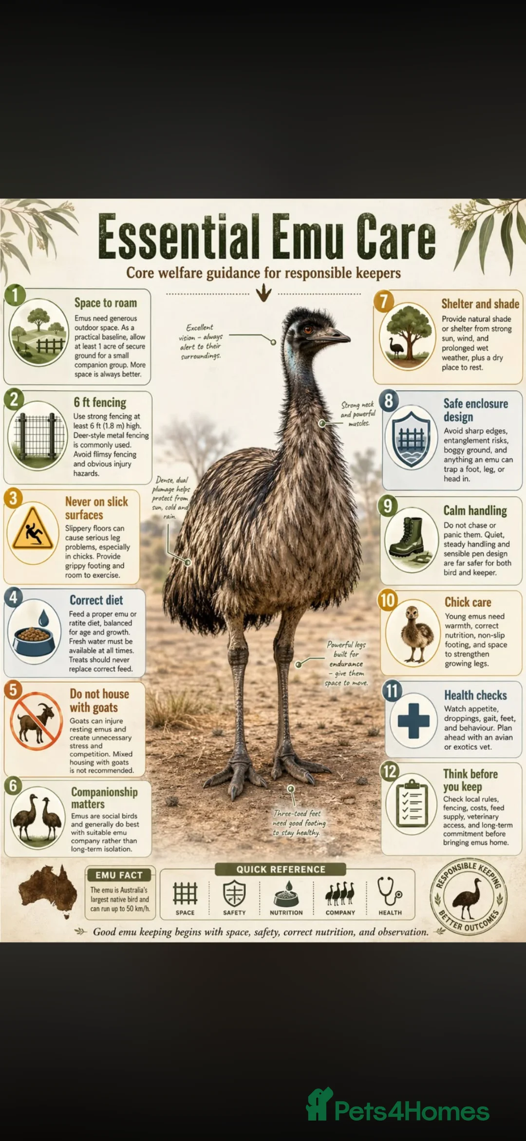 Emus poultry for sale: Emu Chicks in Tonbridge - Advert 7