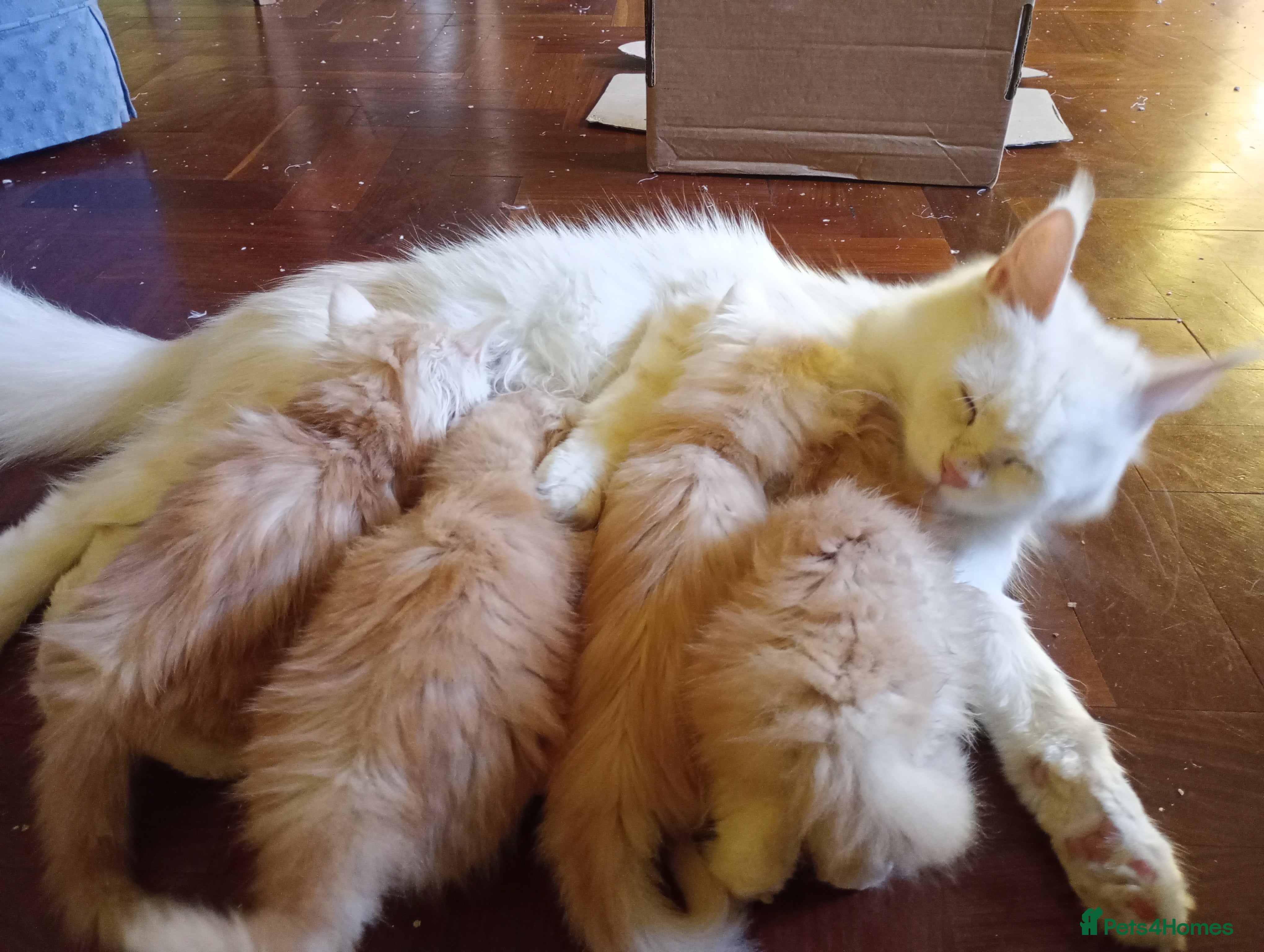 Maine Coon cats 8 month old kitten  - Advert 2