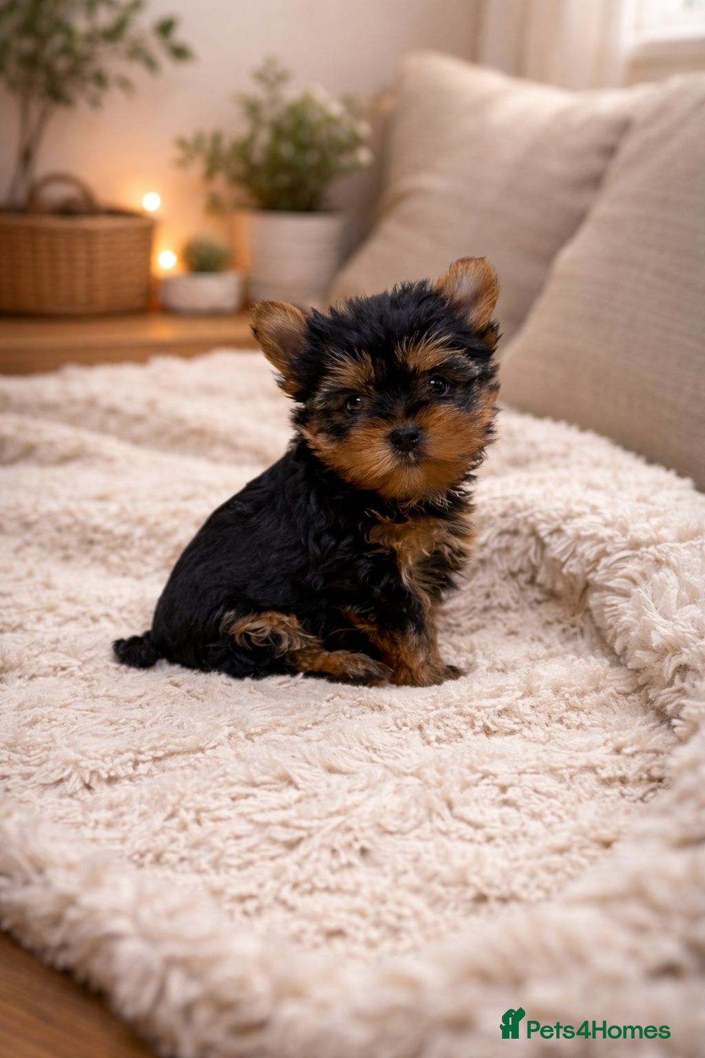 Yorkshire Terrier dogs READY!2 BOYS YORKIE PUPPIES - Advert 1