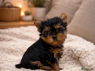 Yorkshire Terrier dogs READY!2 BOYS YORKIE PUPPIES - Advert 1