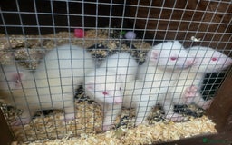 Ferret rodents for sale: Angora x working hobs - Image 1