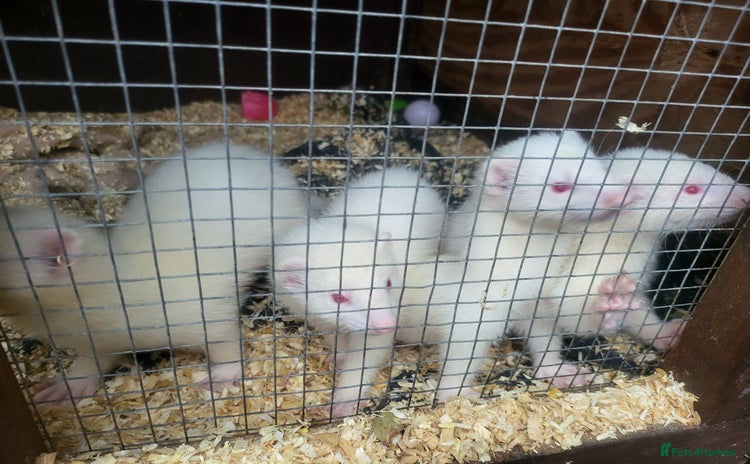Ferret rodents - Advert 7