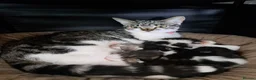 Mixed Breed cats for sale: Kittens looking for forever home  - Advert 5