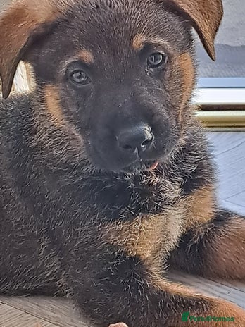 Mixed Breed dogs in Gainsborough - Advert 8