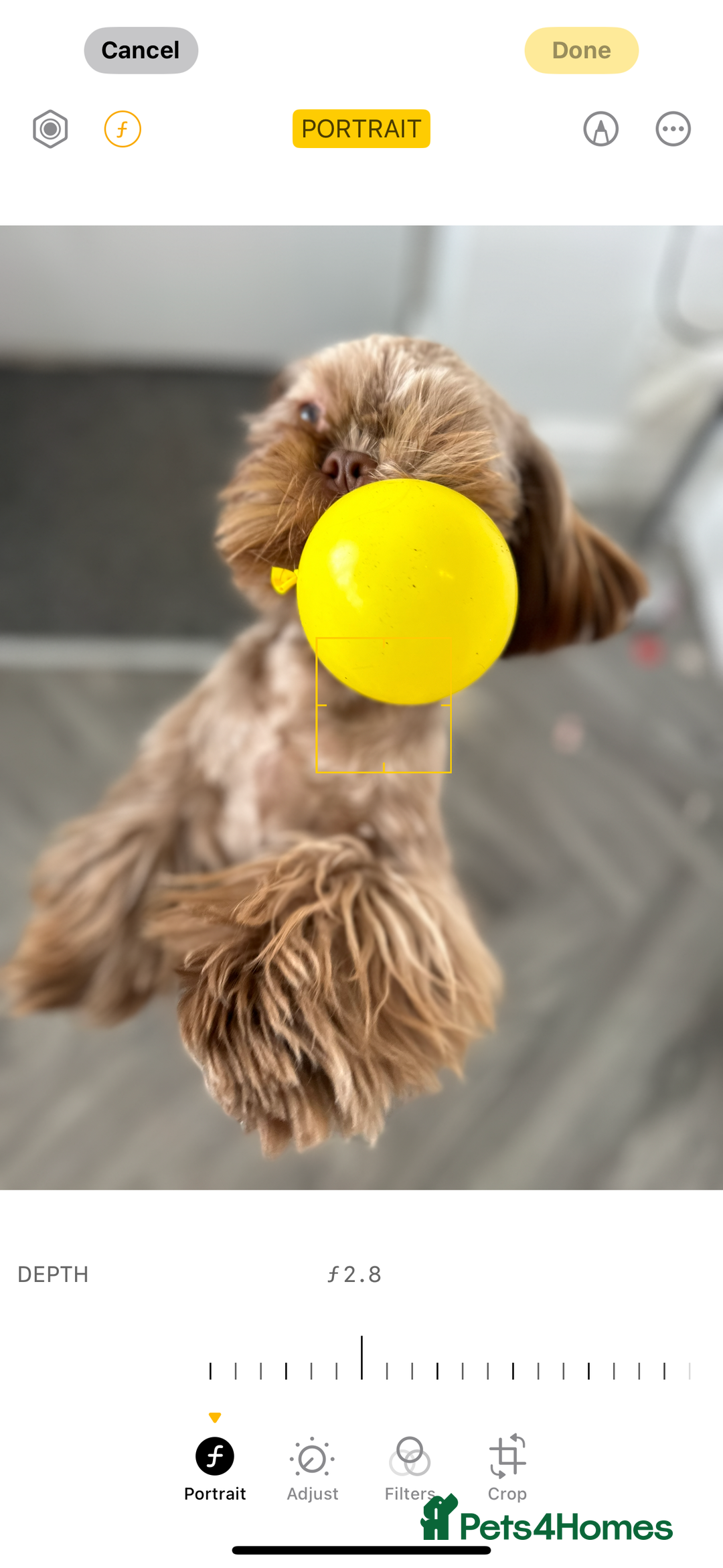 Shih Tzu dogs for stud: Chocolate Shih Tzu for Stud - Advert 3