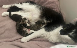Mixed Breed cats for sale: Beautiful kittens 3 female  - Image 12