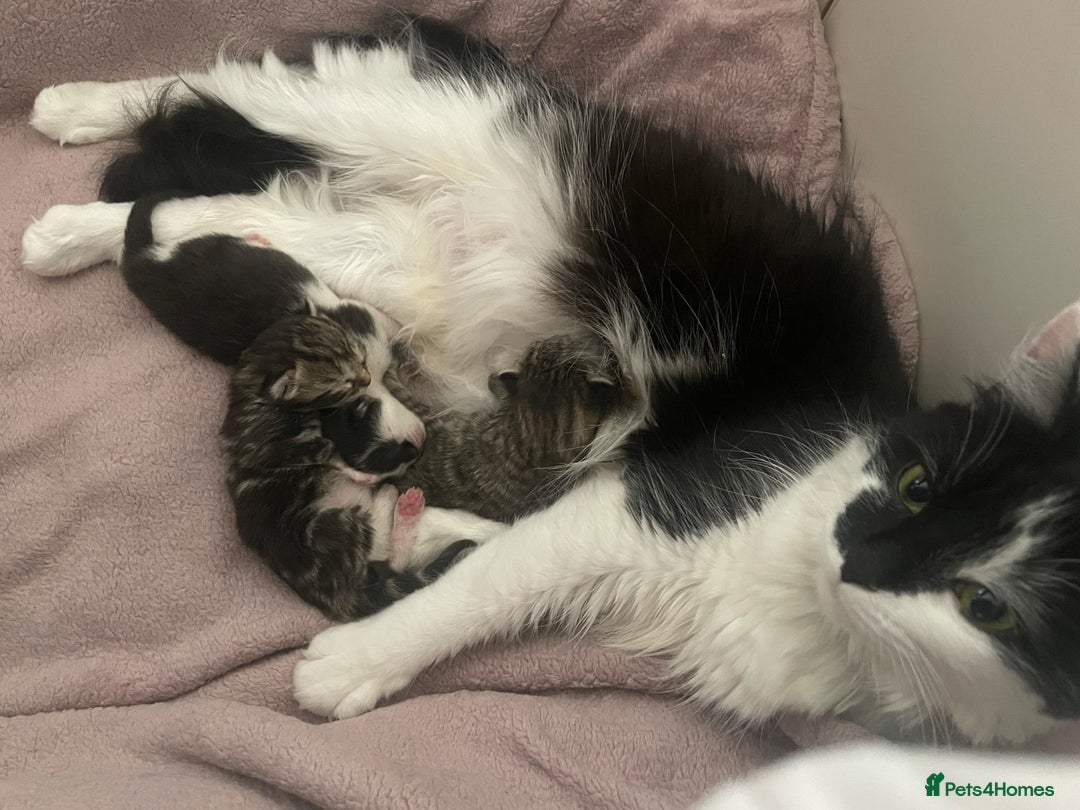 Mixed Breed cats for sale: Beautiful kittens 3 female  - Image 12