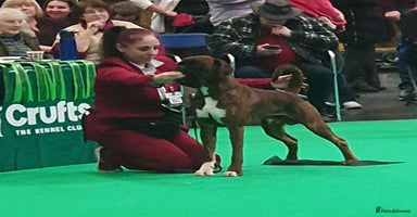 Boxer dogs - Advert 2