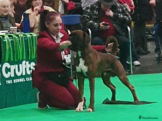 Boxer dogs - Advert 2