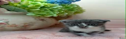 Scottish Fold cats for sale: Stunning Scottish fold & Selkirk Rex kitten  - Advert 12