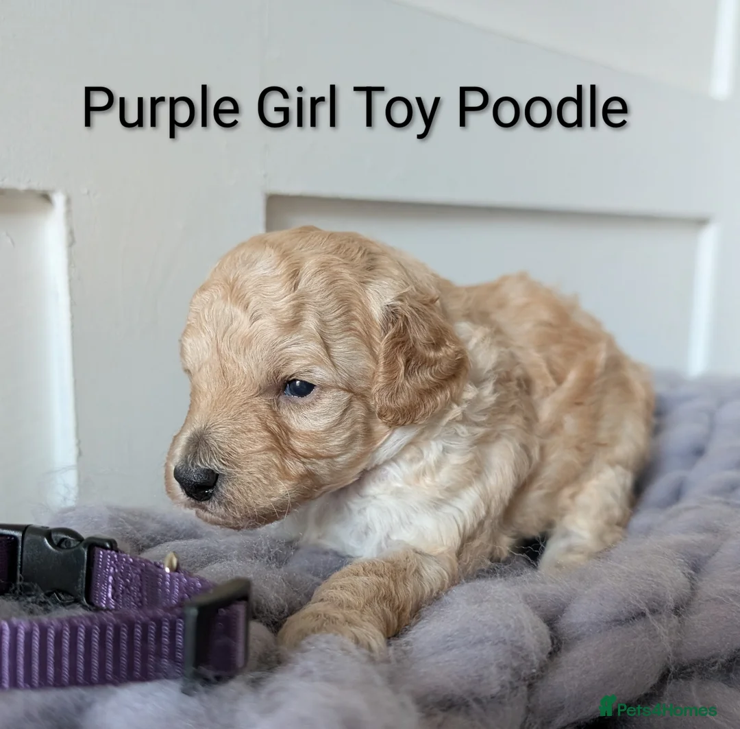 Toy Poodle dogs for sale: Stunning KC Reg Toy Poodle Puppies  - Advert 10