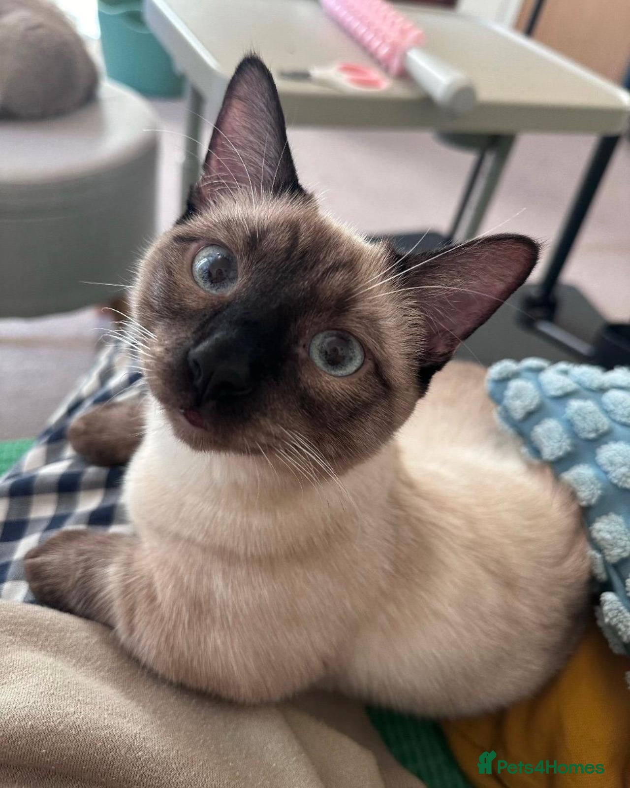 Siamese cats Blu – 2-Year-Old Siamese Munchkin (Indoor Cat) - Advert 3