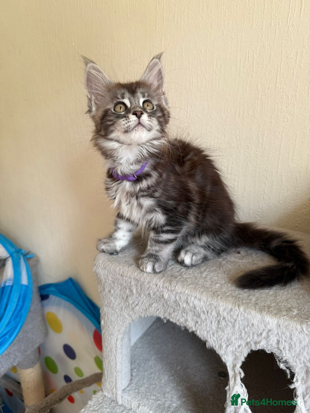 Maine Coon cats for sale: Pedigree GCCF Russian Import line Maine Coons - Image 22