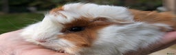 Guinea Pig rodents for sale: Gorgeous guinea pig pups - Advert 3