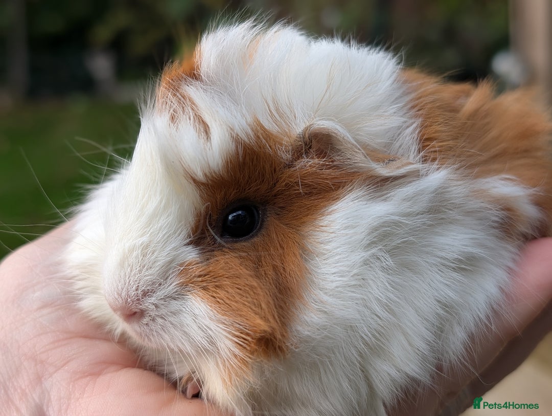 Guinea Pig rodents for sale: Gorgeous guinea pig pups - Image 3