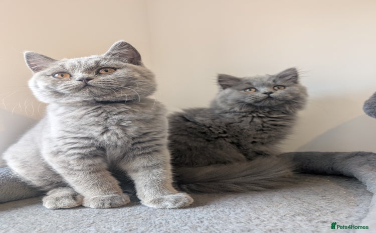 British Shorthair cats - Advert 2